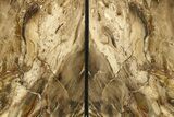 Tall, Petrified Wood Bookends - McDermitt, Oregon #271136-2